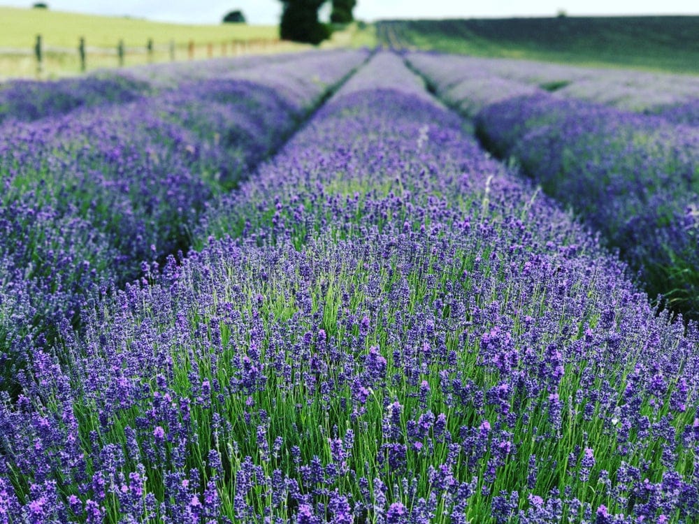Meditation Class at Hitchin Lavender