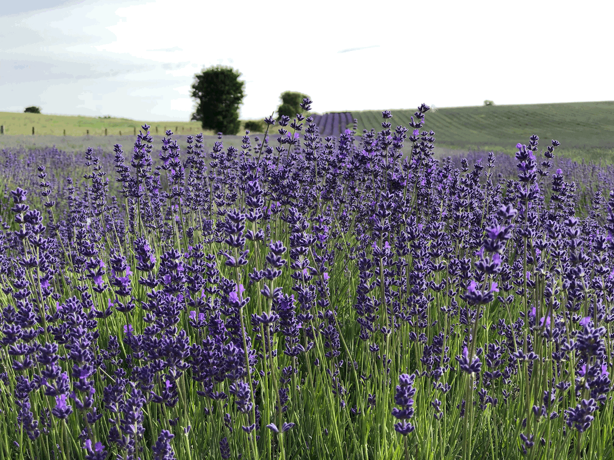 New Season at Hitchin Lavender